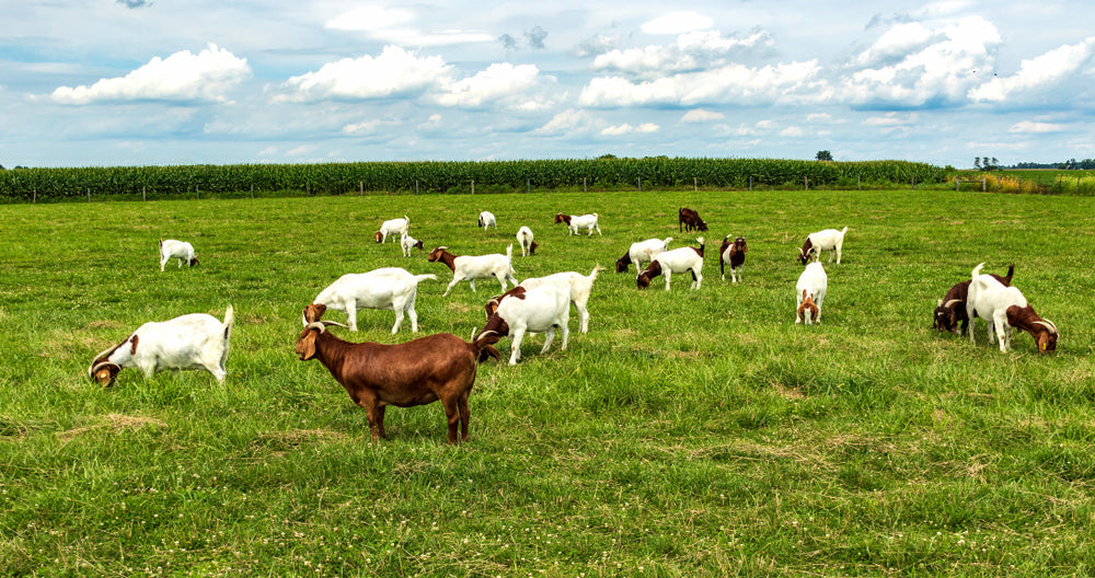 Mutton