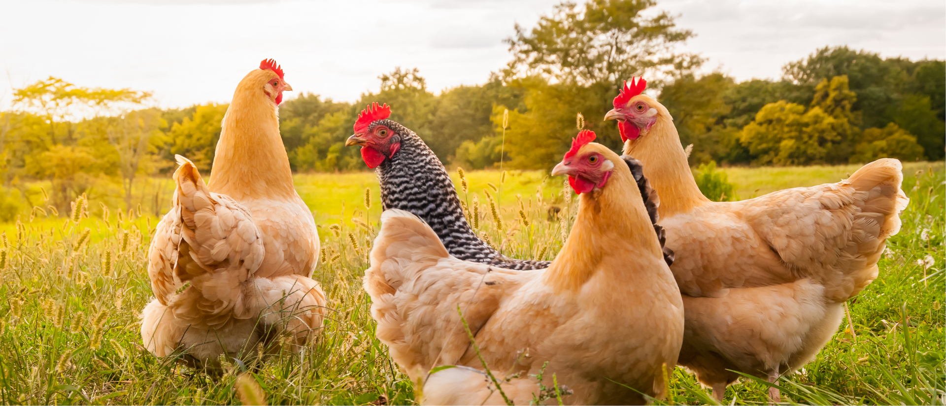 Chicken