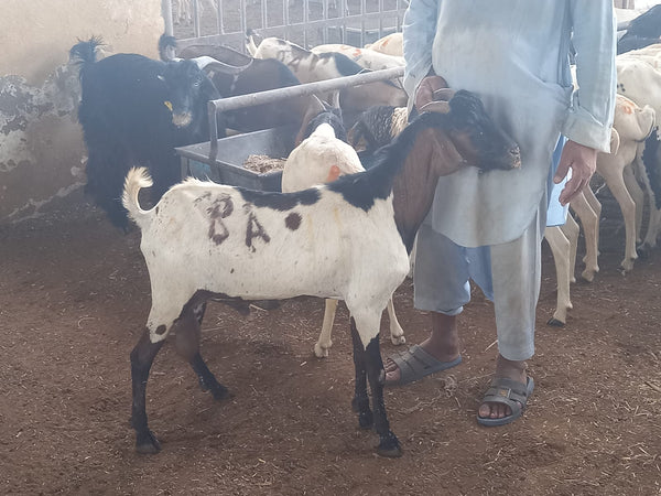 Qurbani in UAE - Full Ethiopian Goat with Customized Cuts
