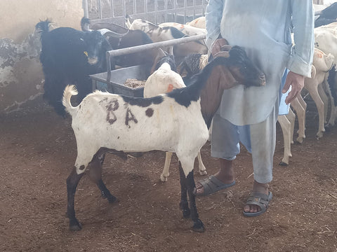 Qurbani in UAE - Full Ethiopian Goat with Customized Cuts