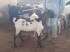 Qurbani in UAE - Full Ethiopian Goat with Customized Cuts