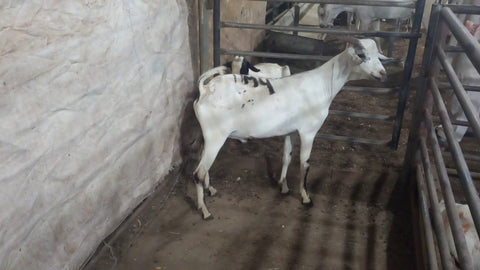 Qurbani in UAE- 1 Full Somali Goat with Customized Cuts