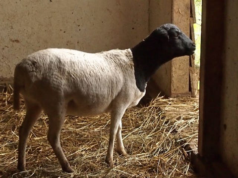 Qurbani in UAE- 1 Full Somali Sheep with Customized Cuts