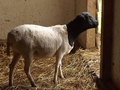 Qurbani in UAE- 1 Full Somali Sheep with Customized Cuts