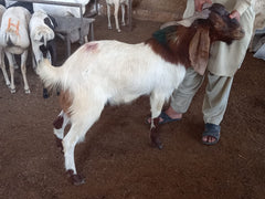 Qurbani in UAE- 1 Full Indian Goat with Customized Cuts