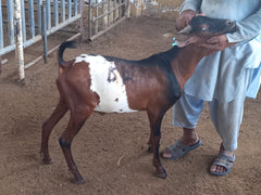 Qurbani in UAE- 1 Full Indian Goat with Customized Cuts