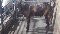 Qurbani in UAE- 1 Full Indian Goat with Customized Cuts