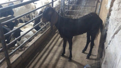 Qurbani in UAE- 1 Full Indian Goat with Customized Cuts