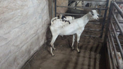 Qurbani in UAE- 1 Full Indian Goat with Customized Cuts