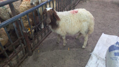 Qurbani in UAE- 1 Full Indian Goat with Customized Cuts
