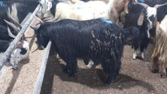 Qurbani in UAE- 1 Full Indian Goat with Customized Cuts