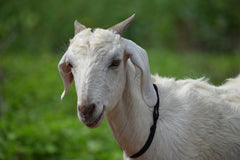 Qurbani in UAE- 1 Full Indian Goat with Customized Cuts